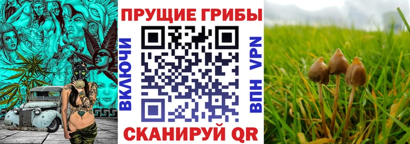 Галлюциногенные грибы Cubensis  Пионерский 
